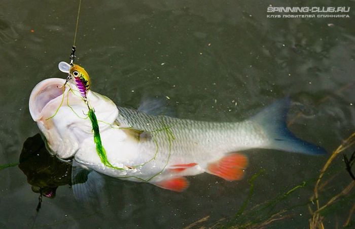 Приманки на голавля